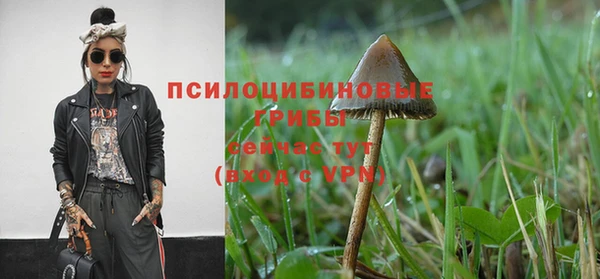 трава Абаза